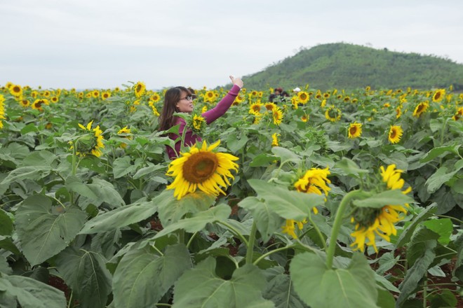 Lạc bước giữa cánh đồng hoa hướng dương ở Nghệ An